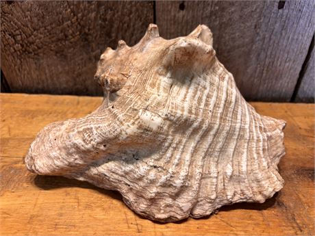 Large Vintage Pink Queen Conch Shell - 10" L